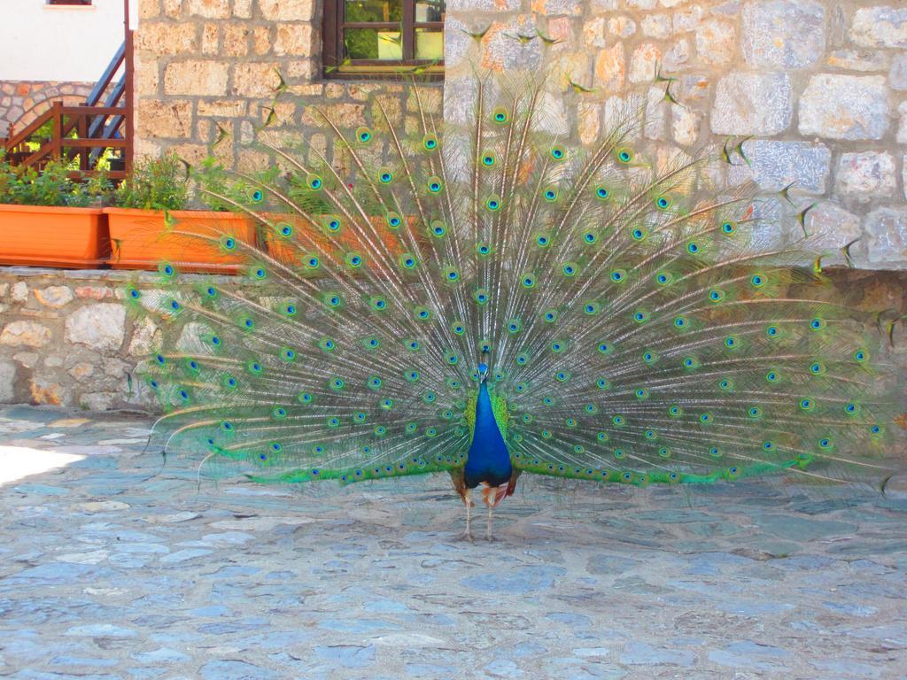 Hotel St. Naum Ljubaništa エクステリア 写真